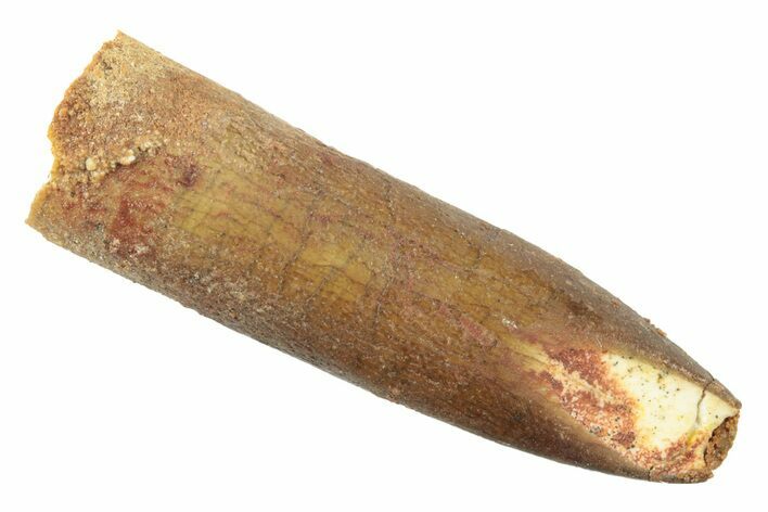 Fossil Sauropod Dinosaur (Titanosaur?) Tooth - Morocco #238739